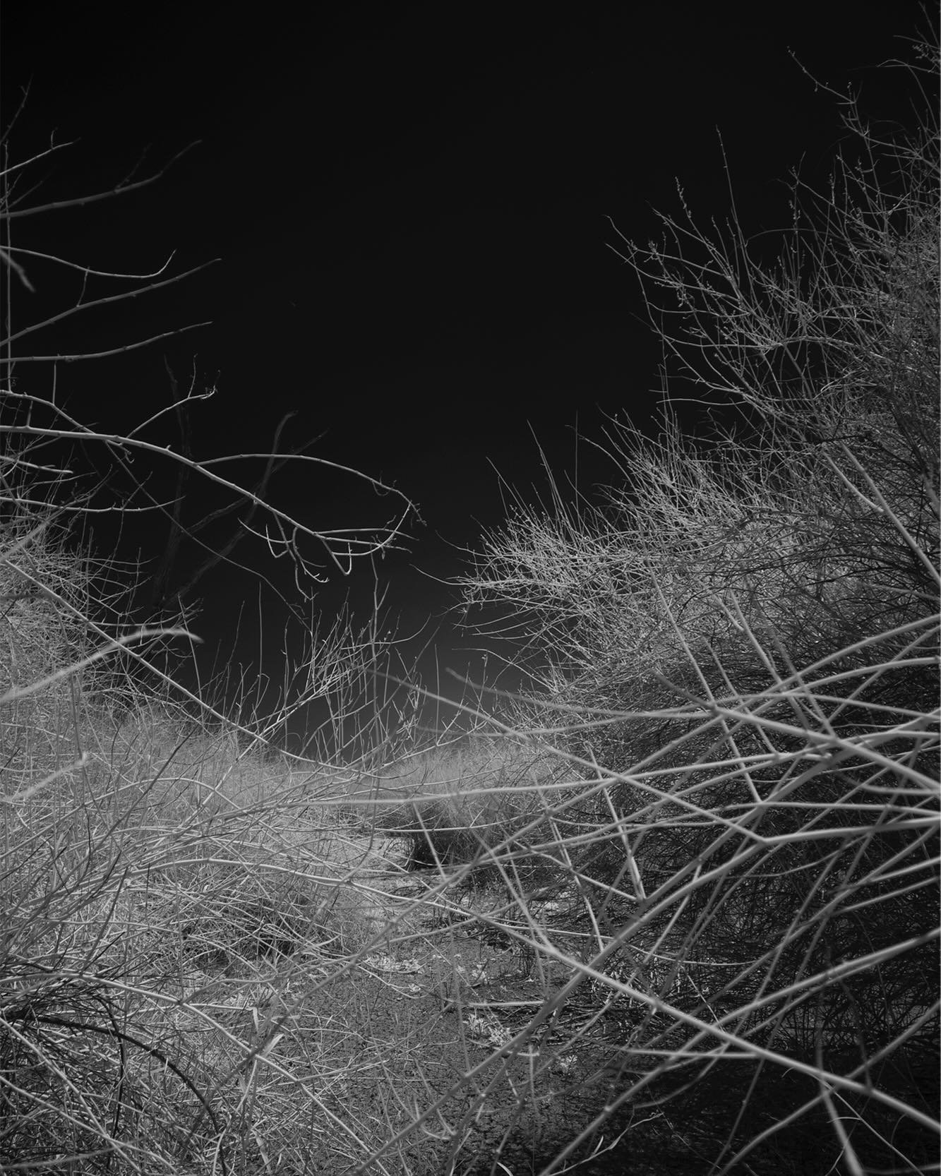 Chaos below red
Infrared, dry swamp

#landscapephotography 
#infrared
