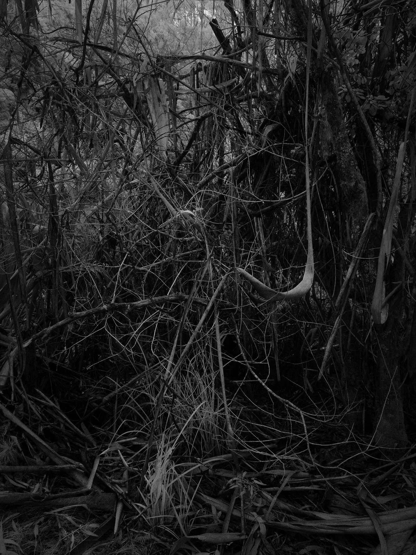 a little dark and moody infrared chaos&hellip;

#landscapephotography 
#infraredphotography