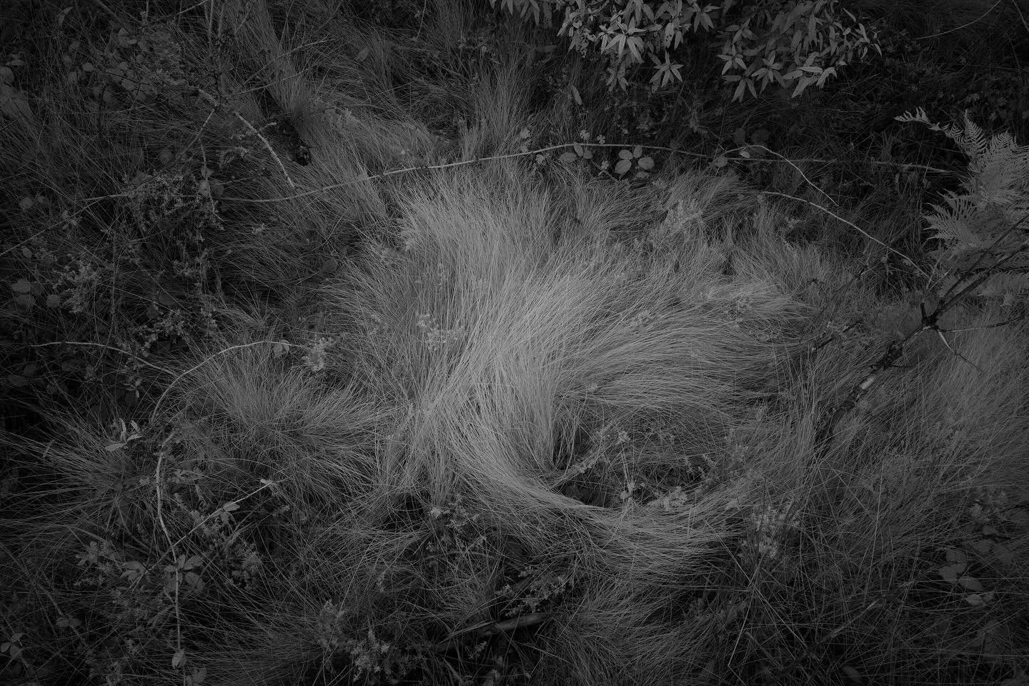 wild sweeping grasses&hellip;.

#landscapephotography 
#infraredphotography 
#photowalk
