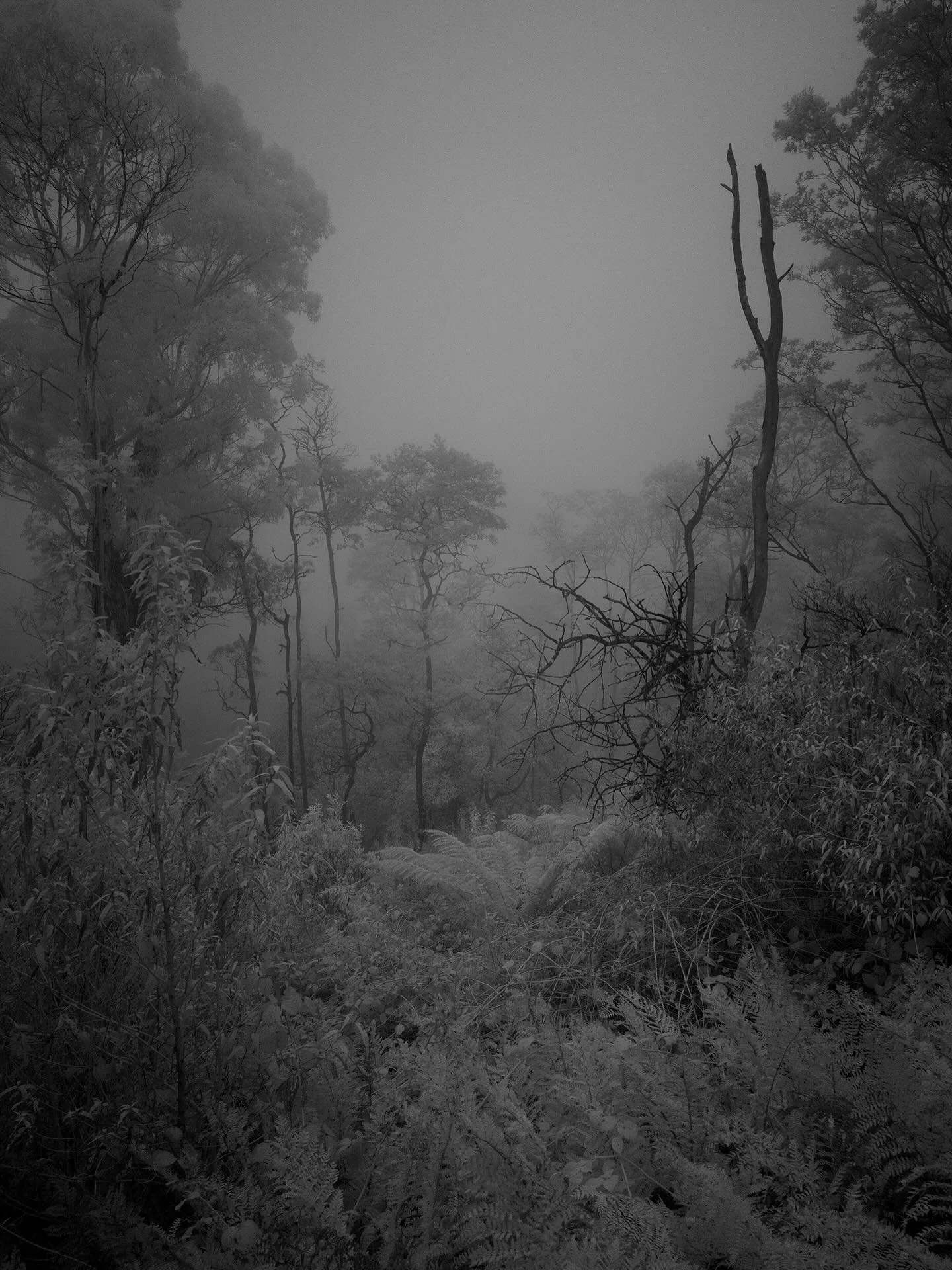 infrared wanderings&hellip;

#landscapephotography 
#infraredphotography 
#photwalking