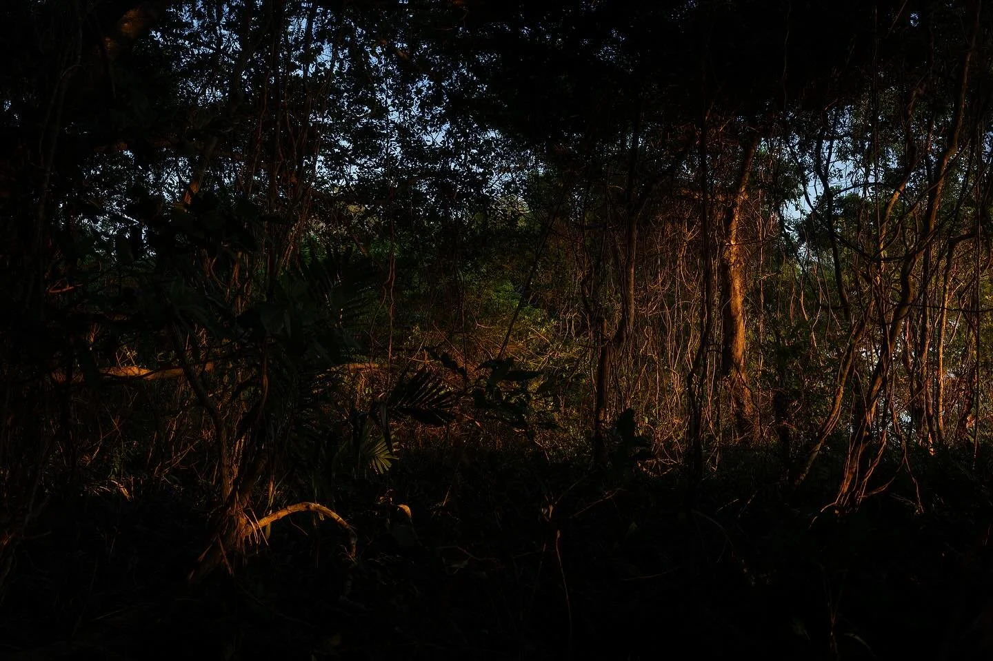 rainforest dawn walk

#photowalk
#landscapephotography