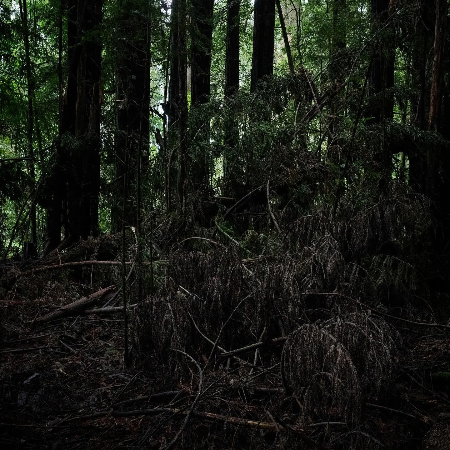 Forest photo wanderings&hellip;
Fallen trees creating a little compositional chaos.

Don&rsquo;t adjust your screen, embrace the darkness :)
Scroll for black &amp; white version 

#photowalk
#landscapephotography