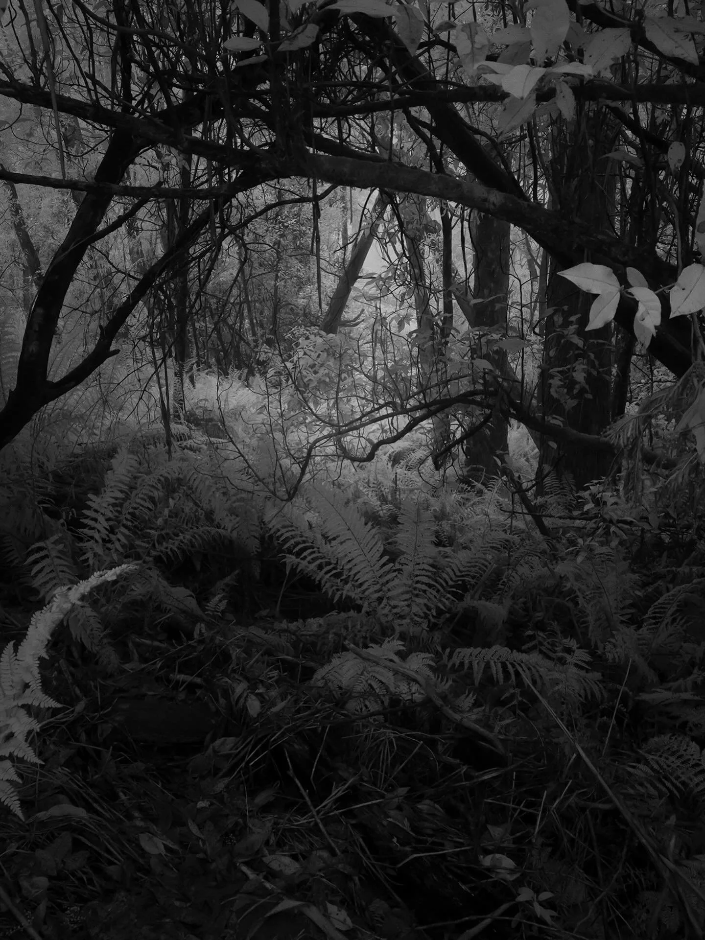 Local photo wandering 
Infrared winter day

#landscapephotography 
#infrared