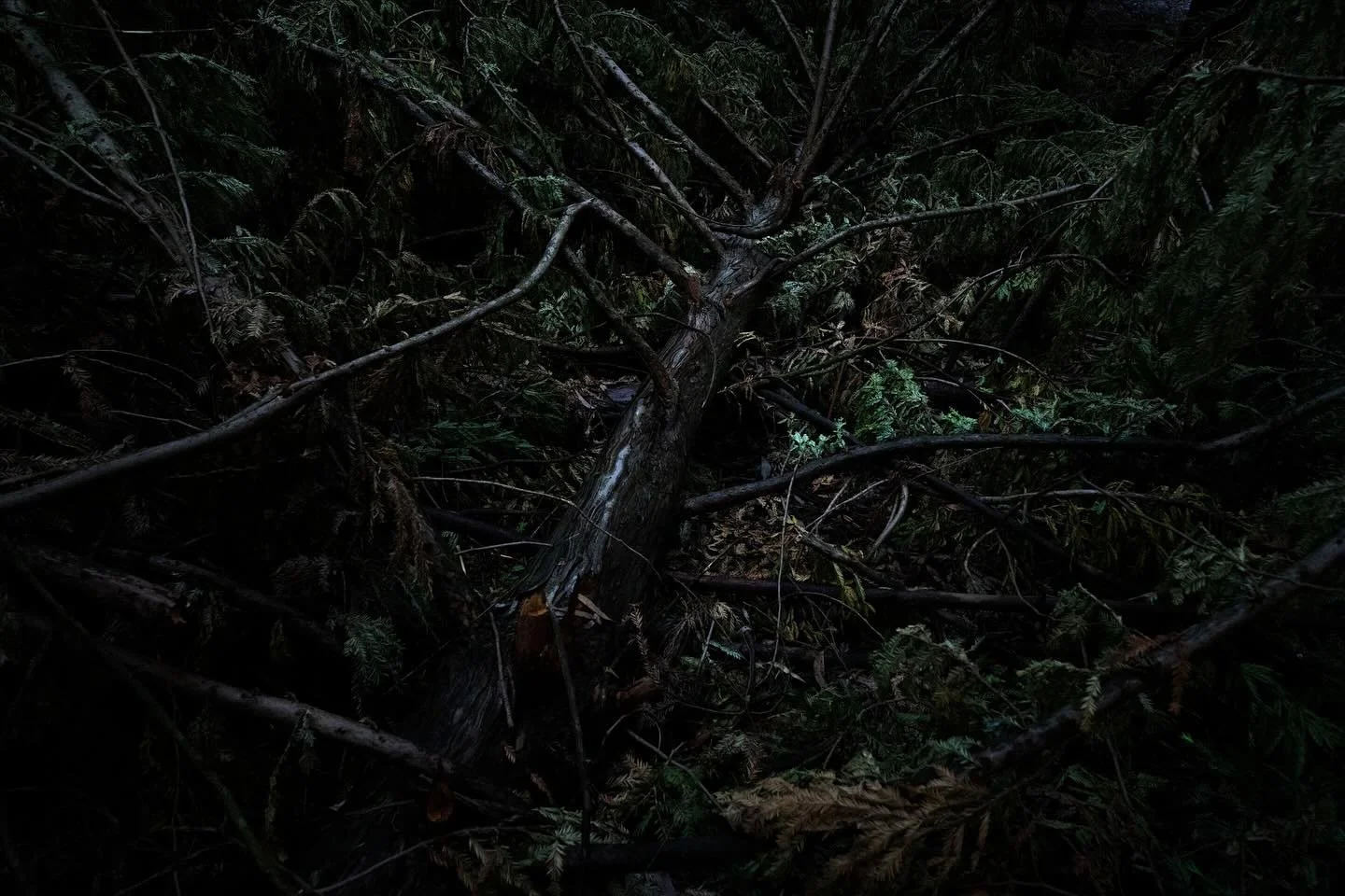 a forest wandering 
a fallen tree
last light of the day

mindful photo walking through the forest on dusk, listening, noticing and seeing&hellip;
and, taking pictures of strange things that seem to  demand my attention&hellip;

#fallentree
#landscape