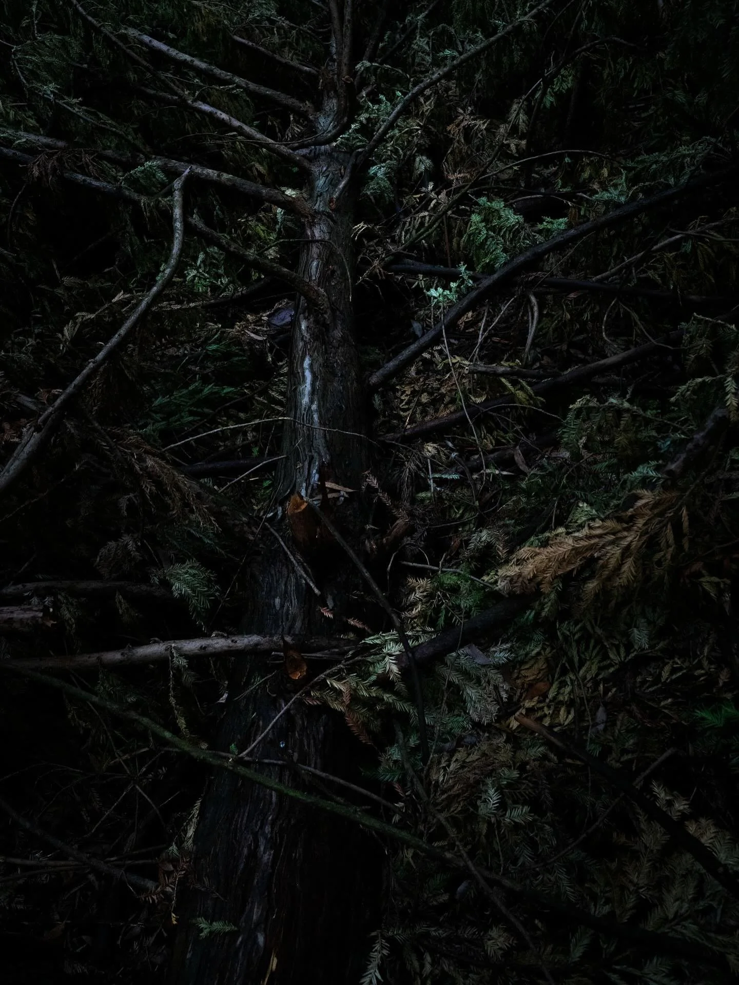 a forest wandering 
a fallen tree
returning to the earth

swipe for a slightly different crop, some would say I am indecisive, but my rules state I can have both :)

if it seems a little dark on your screen - perfect

#photowanderings 
#landscapephot