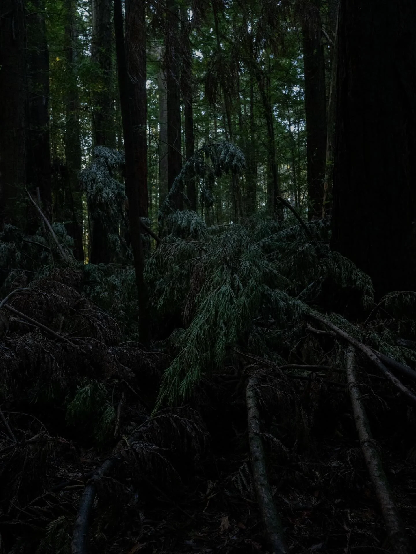 another forest wandering 
a fallen tree
returning 
last light&hellip;.

#naturalsculpture 
#landscapephotography 
#lastlight
