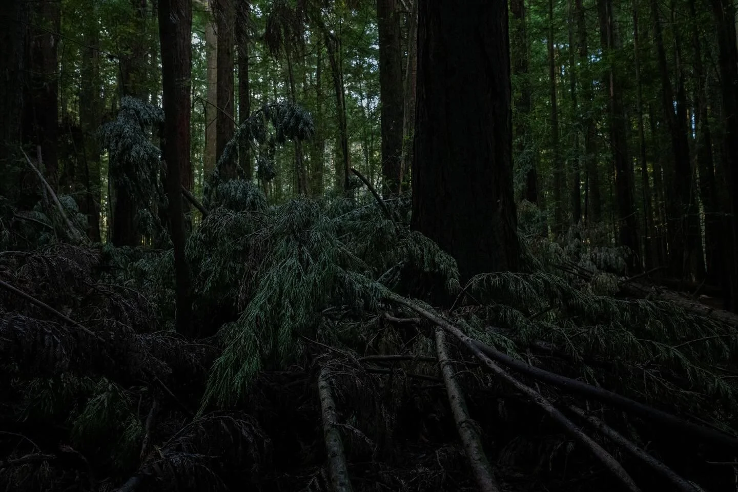 a forest wandering 
a fallen tree
last light
dusk

#landscapephotography 
#forestwalk