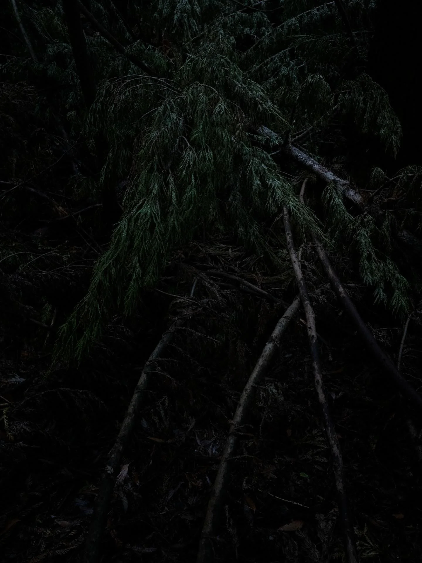 a forest wandering 
a fallen tree

#landscapephotography 
#photowalking