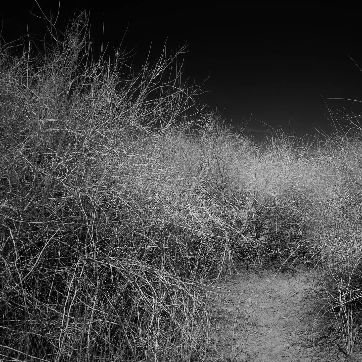 returned to the chaos swamp
attempting to tame the chaos with infrared 

#infrared 
#cansoninfinity 
#landscapephotography