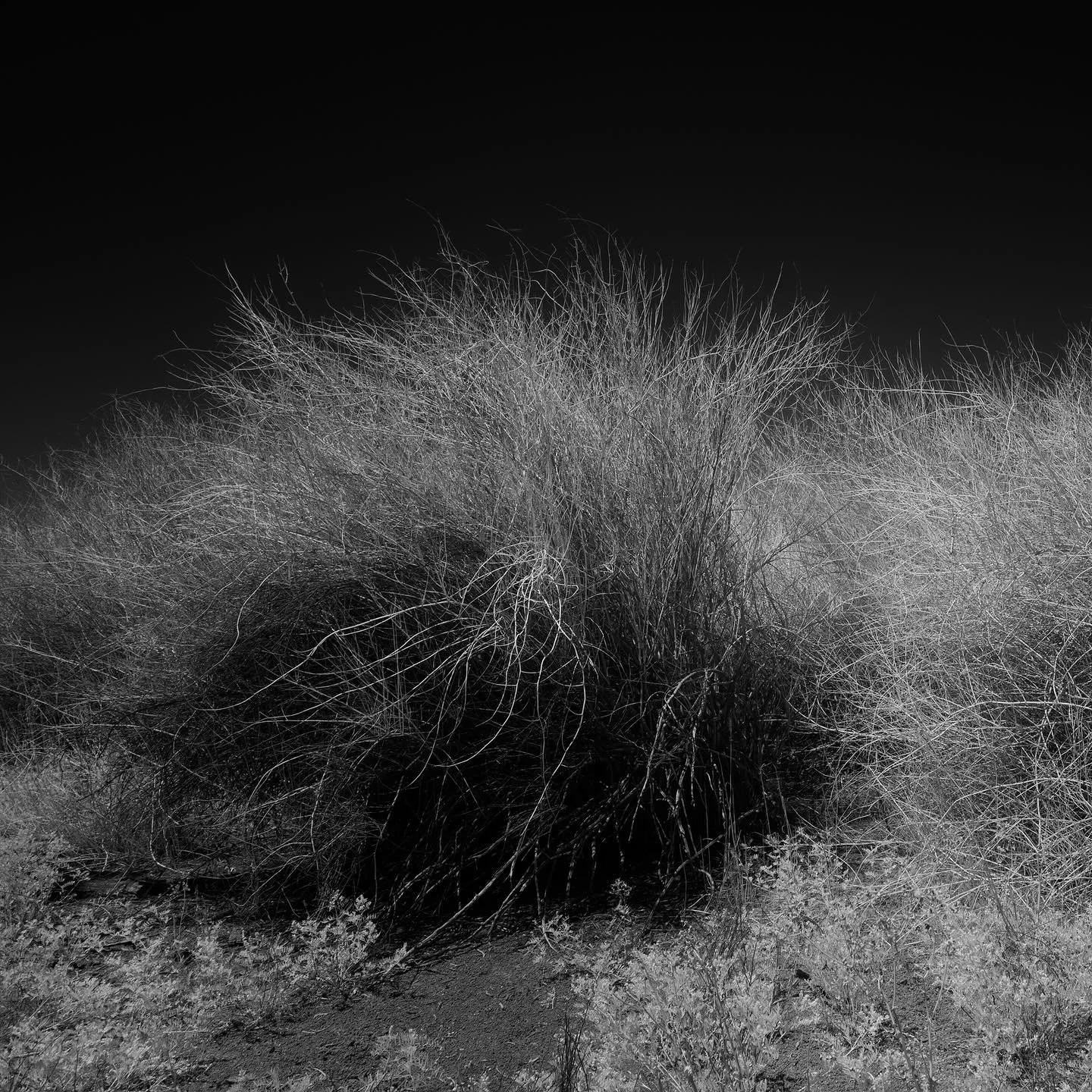 returned to the chaos swamp
attempting to tame the chaos with infrared 

#infrared 
#cansoninfinity 
#landscapephotography