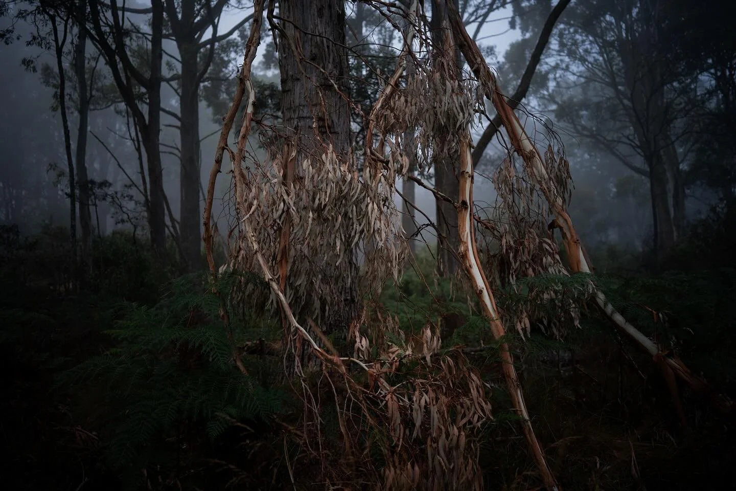 Early morning photowalk 
Forest wanderings 

#photowalking
#voigtlander