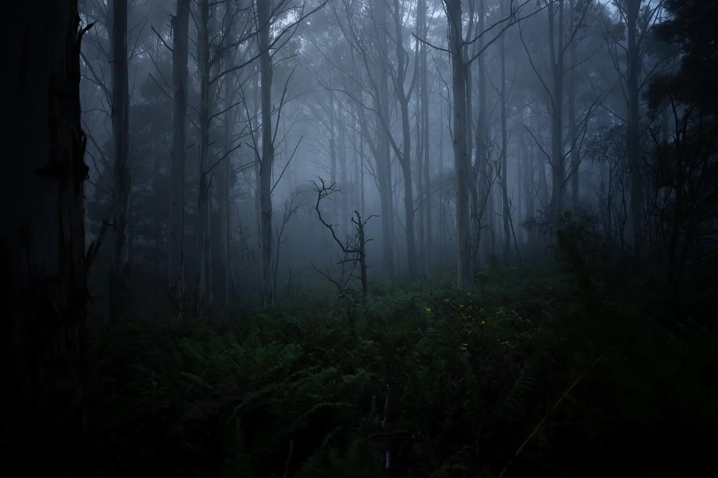 dawn photo walking
misty morning in the forest

#landscapephotography 
#photowalking