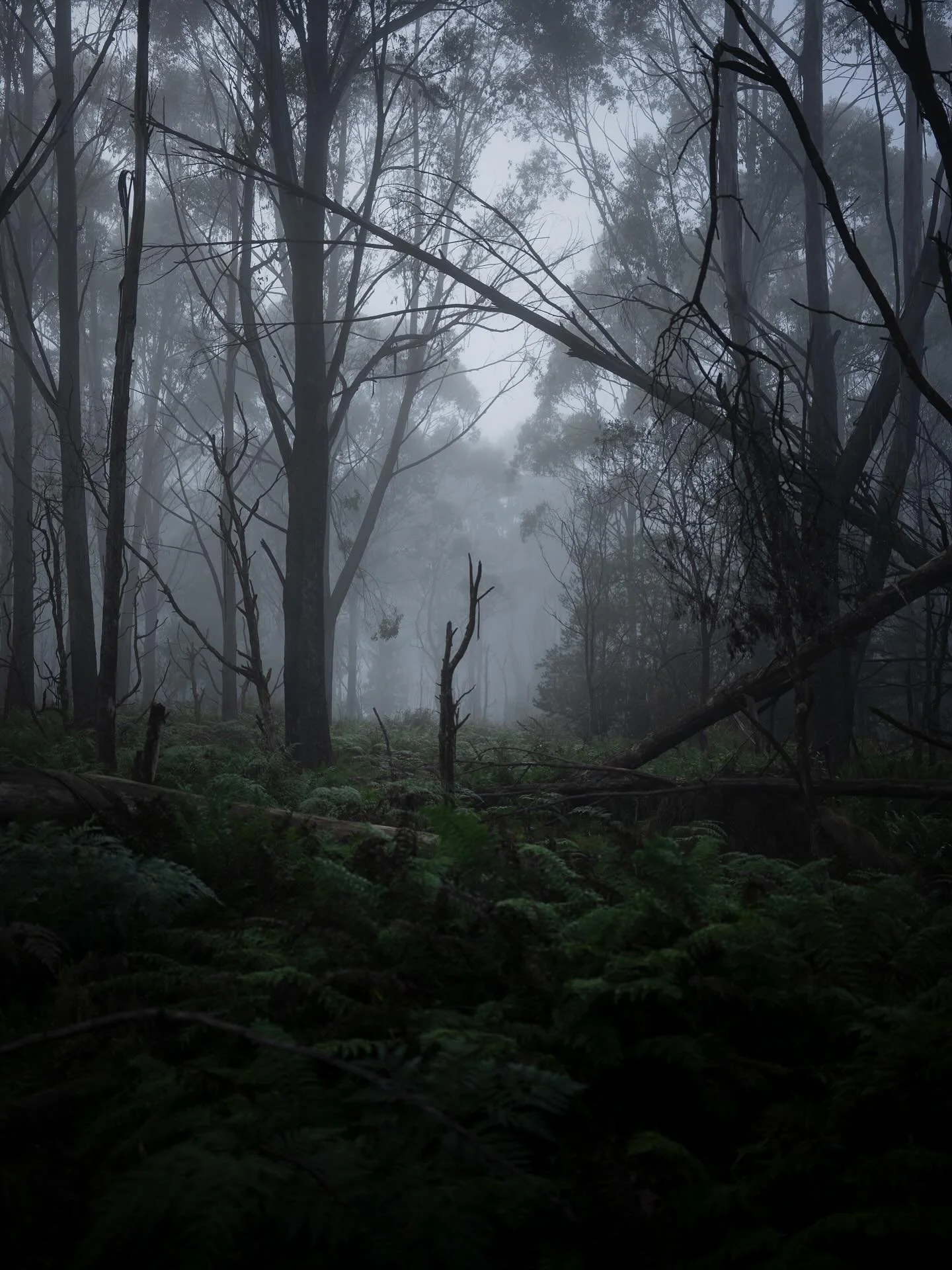 for me photo walking is a reset, a way of attempting to be present, leave a the past behind, and not stress about the future.
it is working, but takes effort and dedicated time.

my photo walking rules
all weather is good weather 
one camera, one len