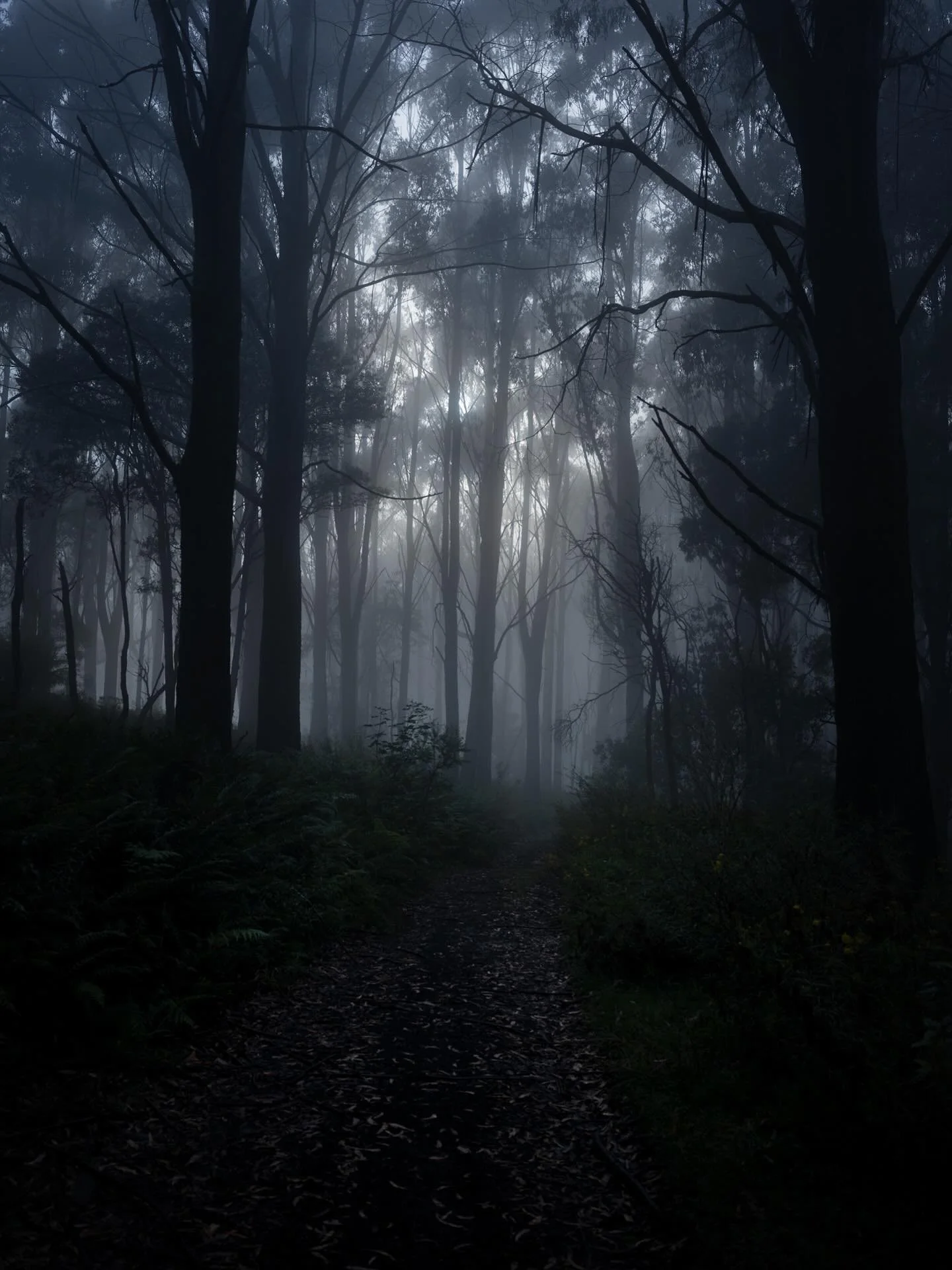 dawn forest photo walking

#landscapephotography 
#mindfulphotography