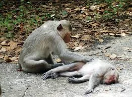 monkey pair.jpg