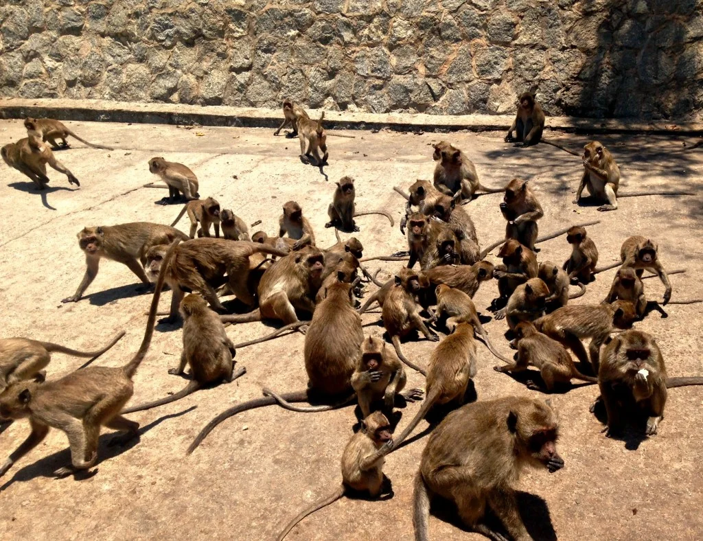 HH-Monkey Mtn.jpg
