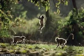 jumping monkey.jpg