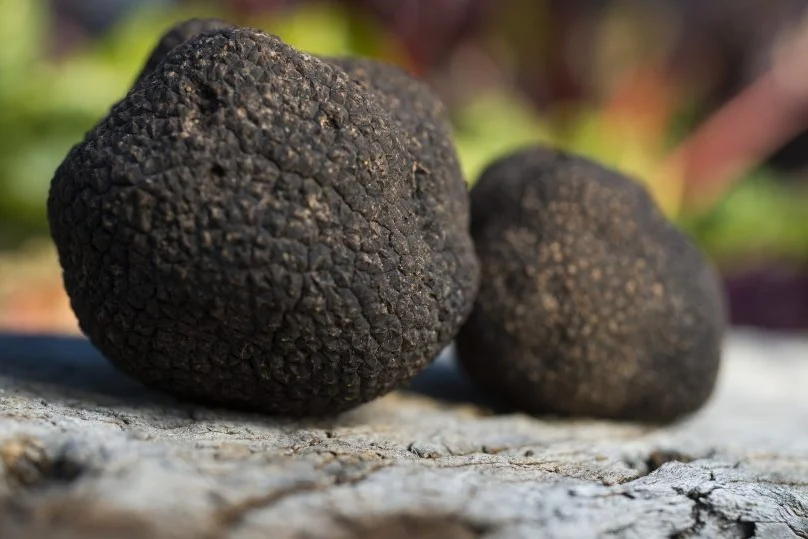 CRTF-Truffle-up-close-810x539.jpg