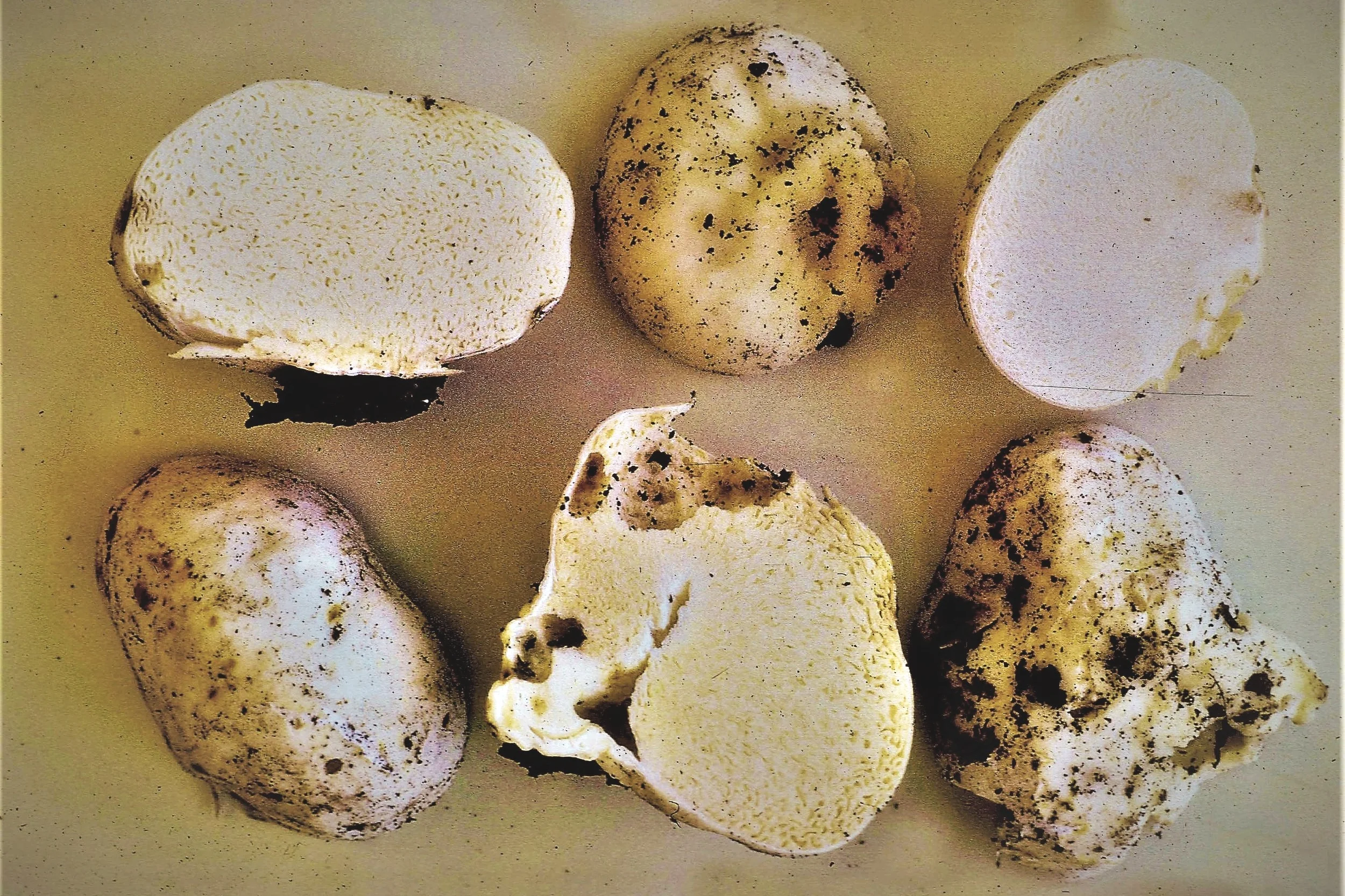 Cystangium%2Bvesiculosum%2B873%2Bcopy.jpg