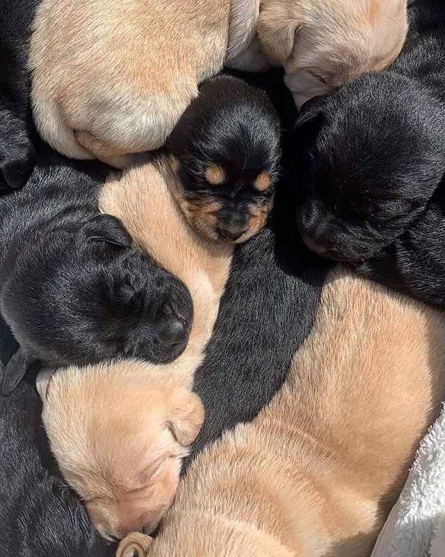 The next generation of truffle pups have arrived!