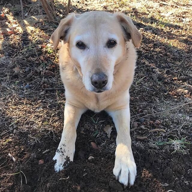 We said goodbye to dear Sal today. She has been with us from the beginning of this truffle hunting adventure and has taught us so much, and been such a calm and gentle addition to our family. 
She passed away quickly and softly on Kate's lap with no 