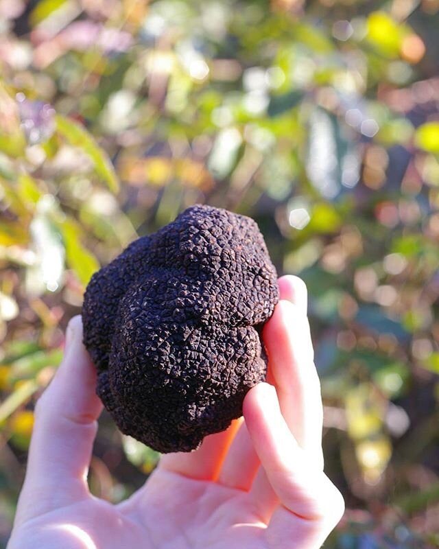 It's a very unusual truffle season here with this summer's conditions affecting our crop.
We will be at EPIC tomorrow at stall # 2 with a limited supply, get in quick to secure a truffle!