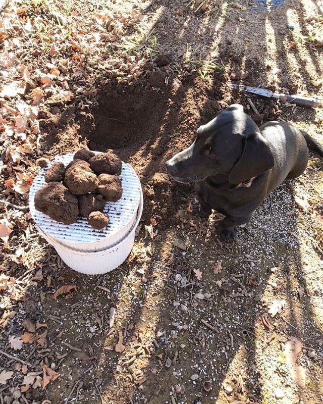 Shadow and Zoe have found some lovely truffles! We will have some available at the Epic farmers markets Saturday morning
