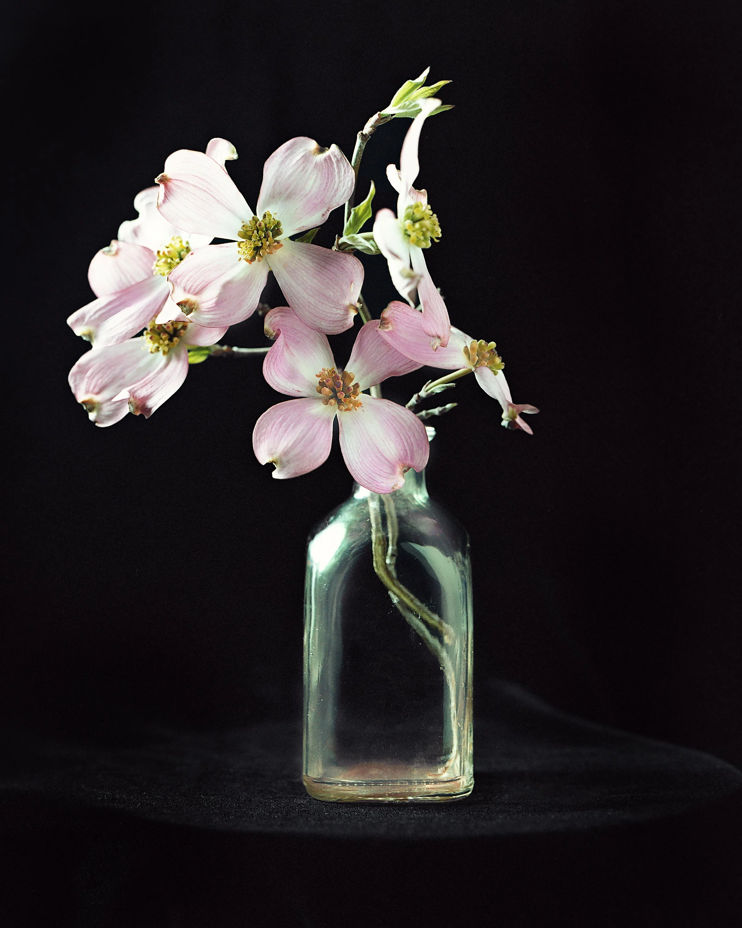 Dogwood Flowers-1.jpg