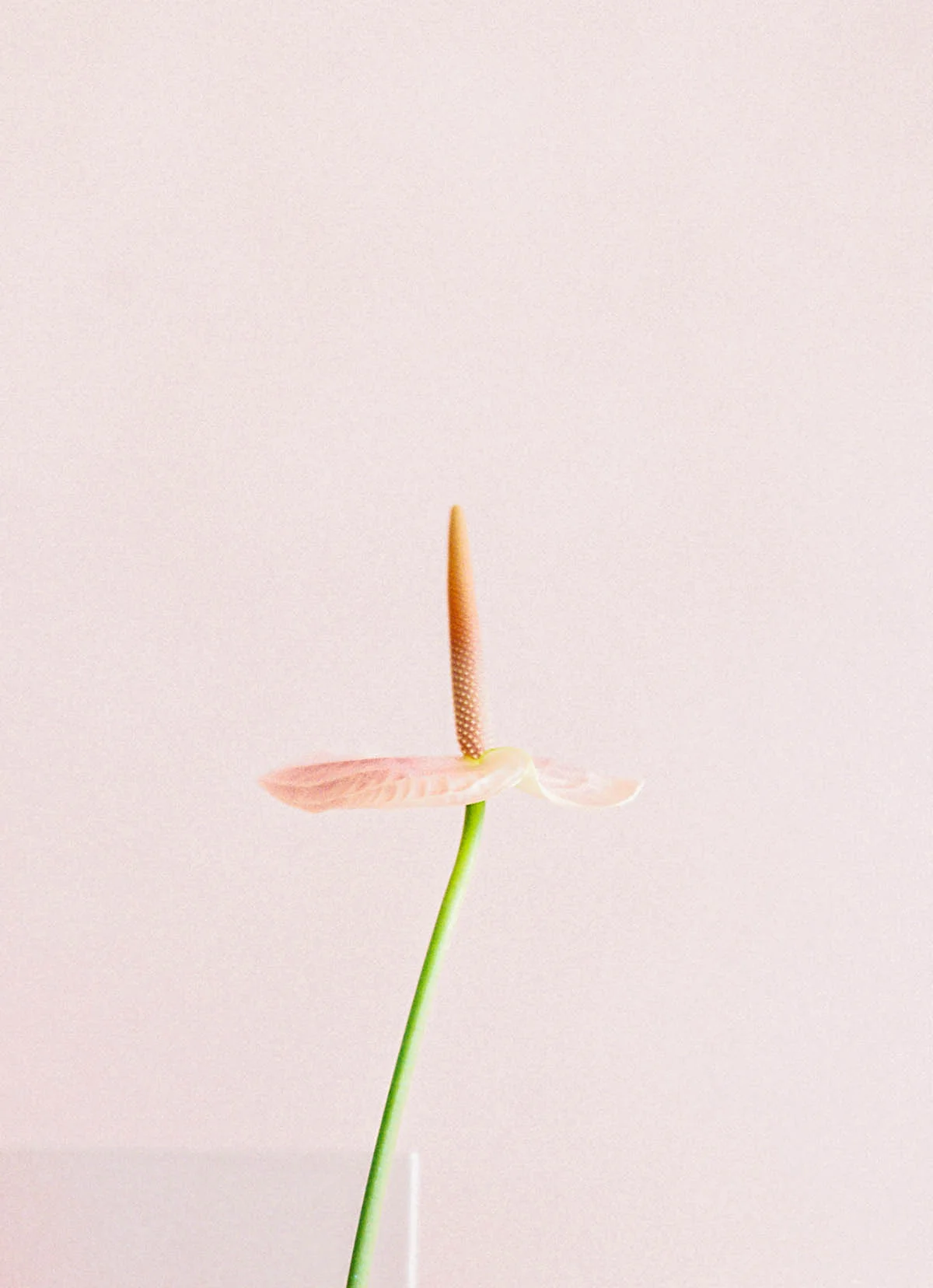 SALLY PINERA PHOTOGRAPHY_COLORBLOCK WEDDING_FILM WEDDING PHOTOGRAPHER_REDPINK-32.jpg