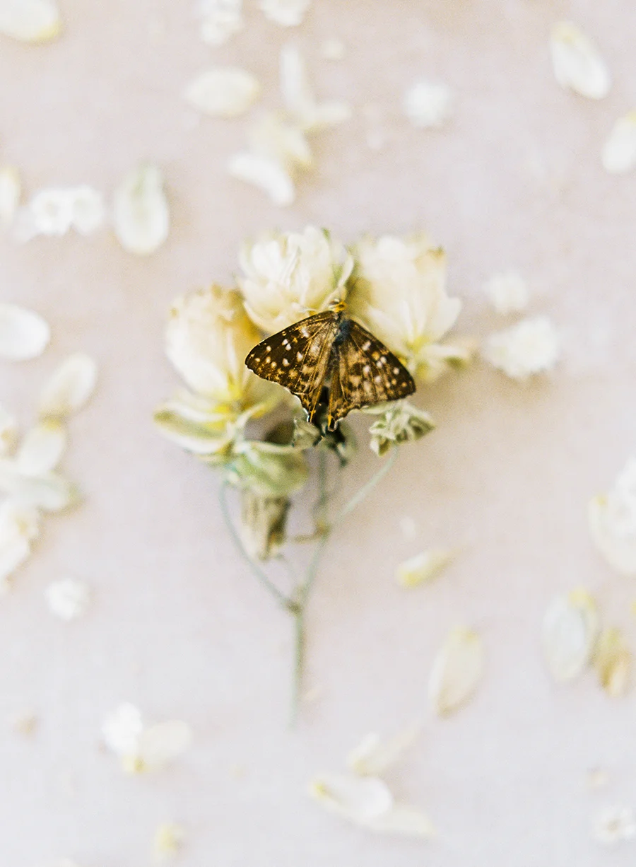 OTOGRAPHY_SHOP GOSSAMER_BUTTERFLY_LOS ANGELES WEDDING INSPIRATION-127.jpg