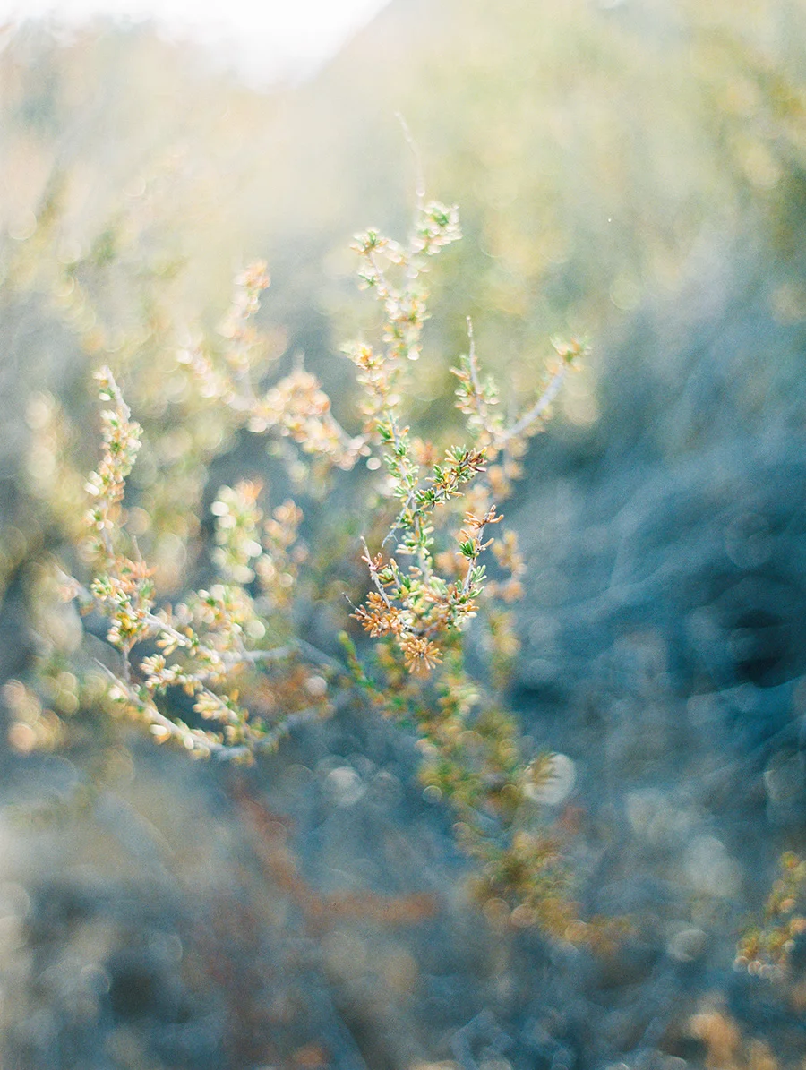 SALLY PINERA_JOSHUA TREE DESERT ENGAGEMENT SESSION-6.jpg