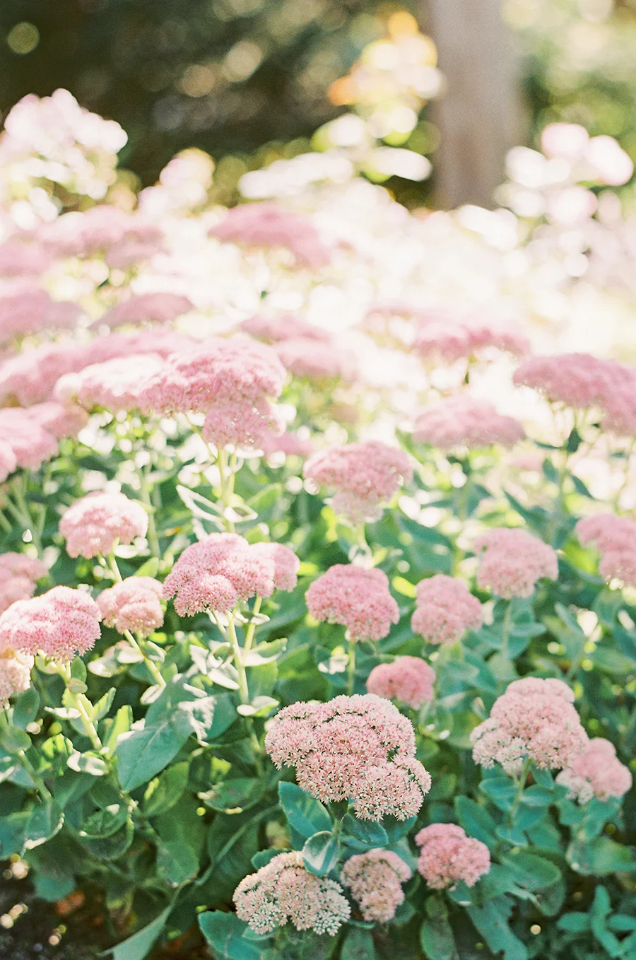 SALLYPINERAPHOTOGRAPHY_RHODEISLANDWEDDING_DEBORAHANDSEAN_CASTLEHILLINNWEDDING_-145.jpg