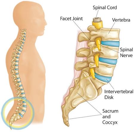 Low Back Pain - Disc vs Facet Joint — Sorrento Physiotherapy