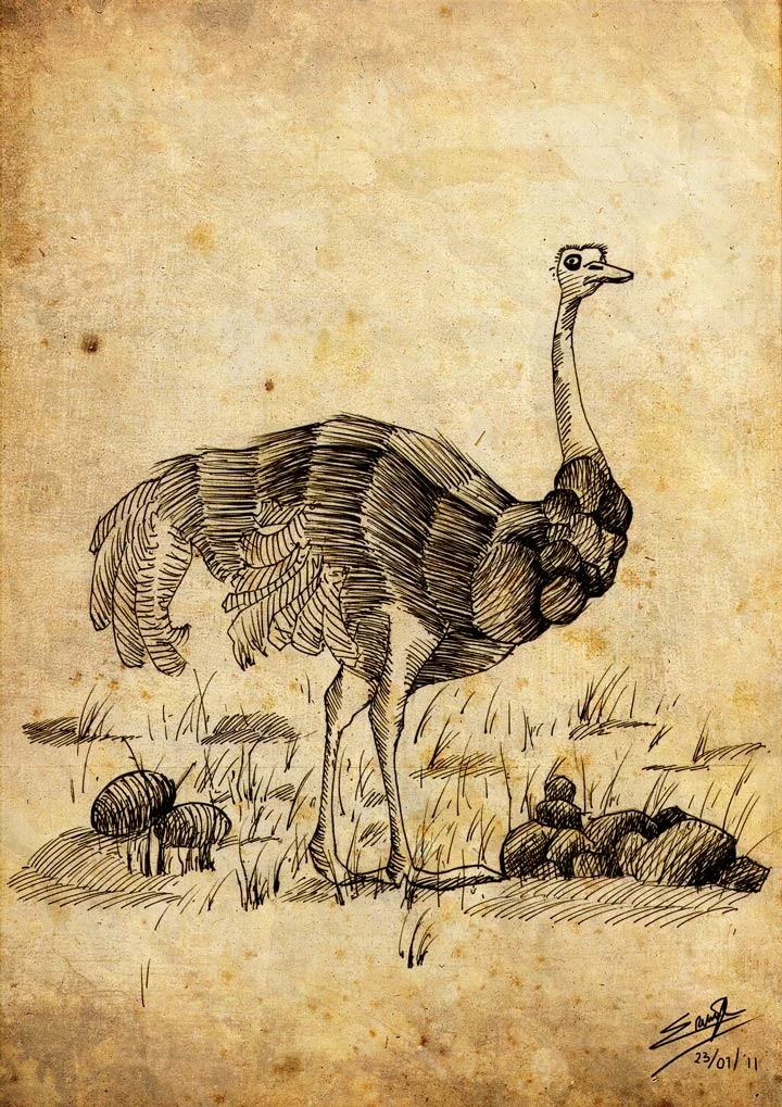 The Ostrich