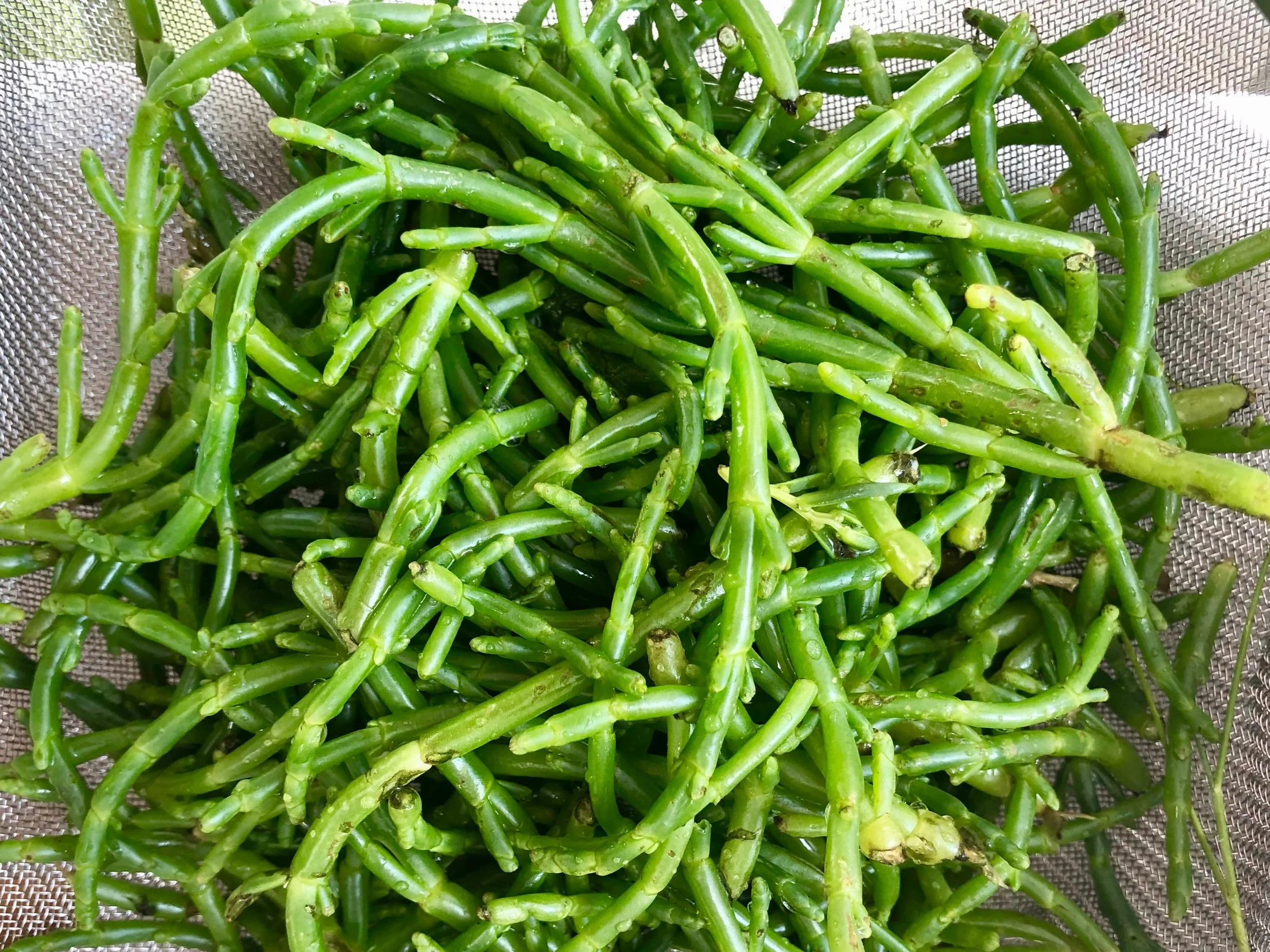 Samphire