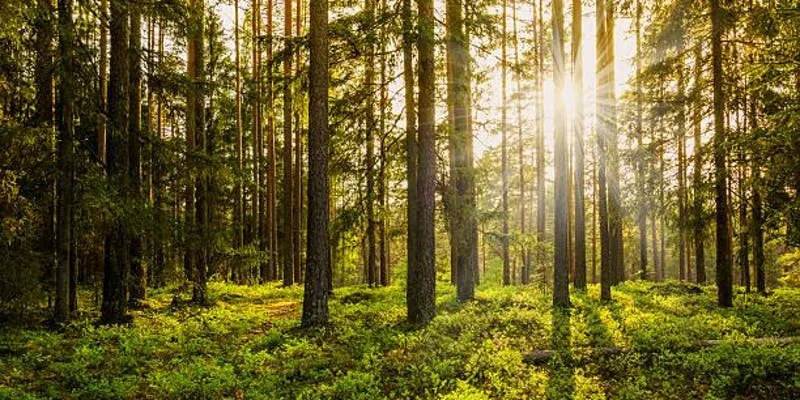 IRISH DOCTORS FOR THE ENVIRONMENT EVENT. SHIRLEY GLEESON PRESENTED “FOREST THERAPY: HOW NATURE IMPROVES BOTH HEALTH AND ENVIRONMENTAL AWARENESS”