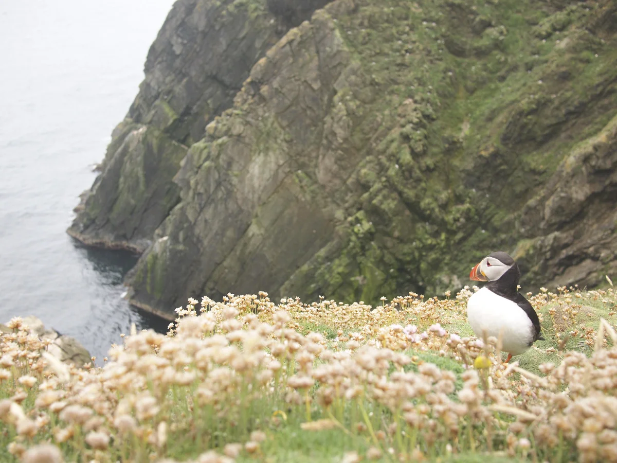 Wool-Journey-Shetland-Pom-Pom-Press.-Puffin.jpg