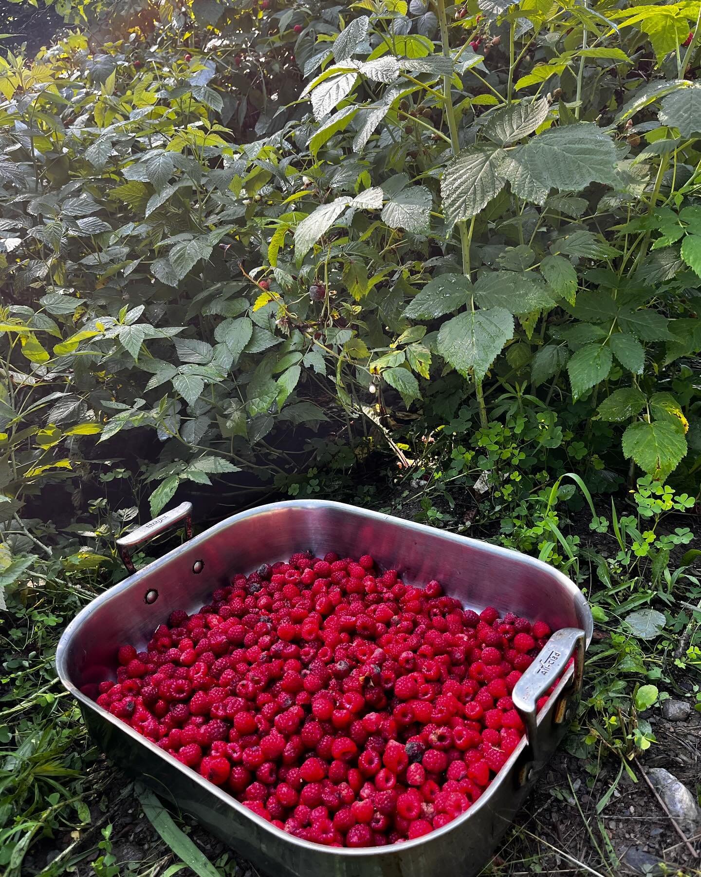 Looks like I&rsquo;m making #raspberryjam today.
 

#raspberry #jam #homemade #backyardgarden