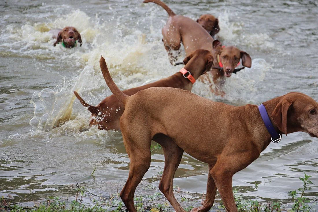rescue vizsla