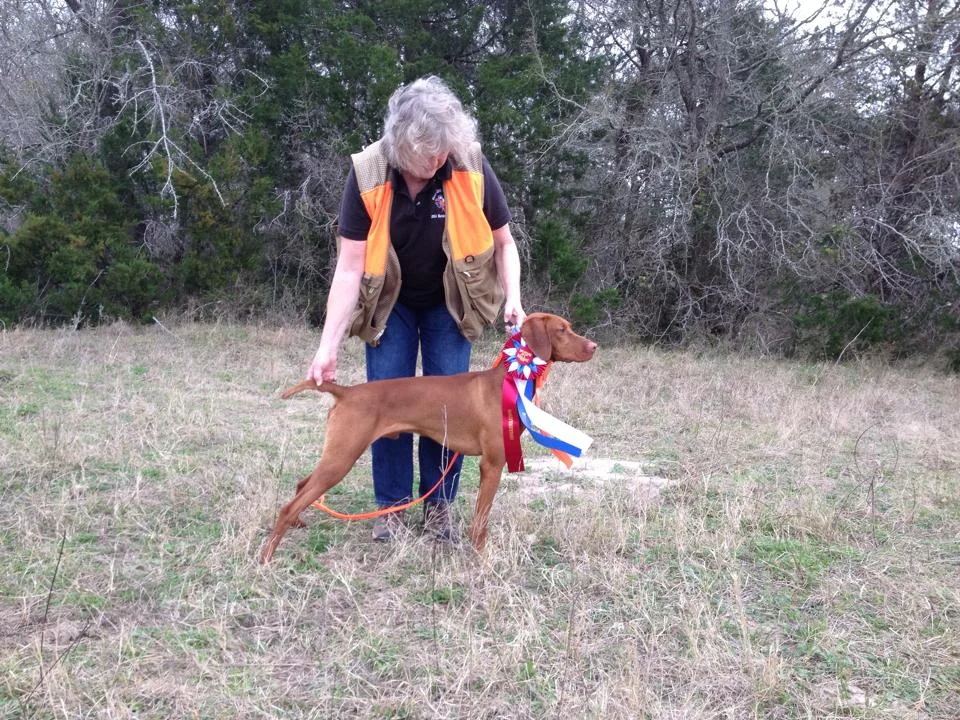 TGC Vizsla Club Hunt Test