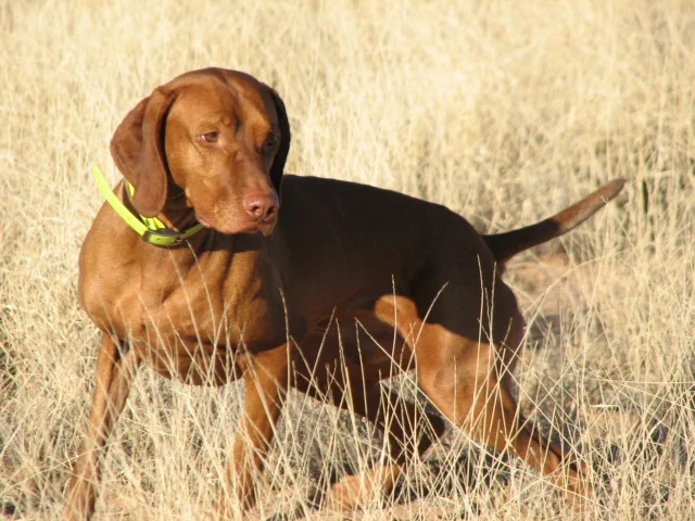 TGC Vizsla Club AKC-Licensed Field Trial