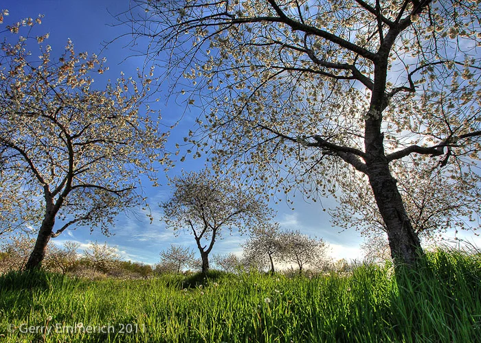 Cherry_Orchard_2.jpg