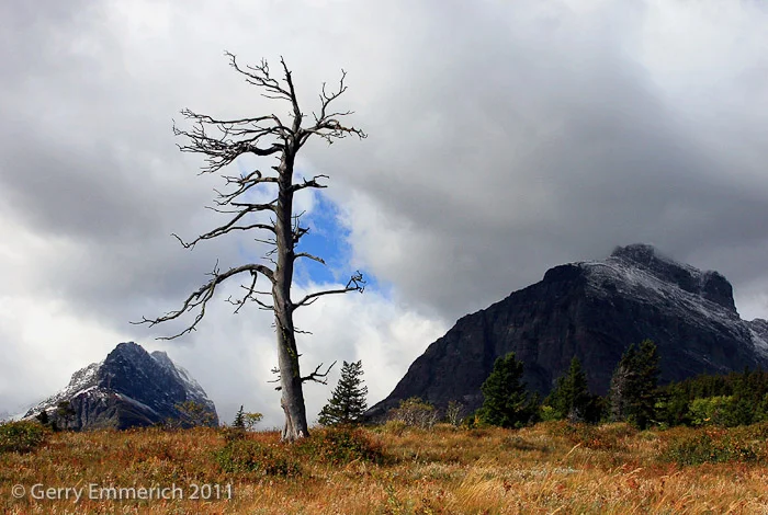 Many_Glaciers_Tree_2.jpg