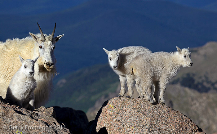Mt_Evans_Goat_Family_2.jpg