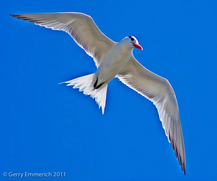 Tern_over_Charleston_2.jpg