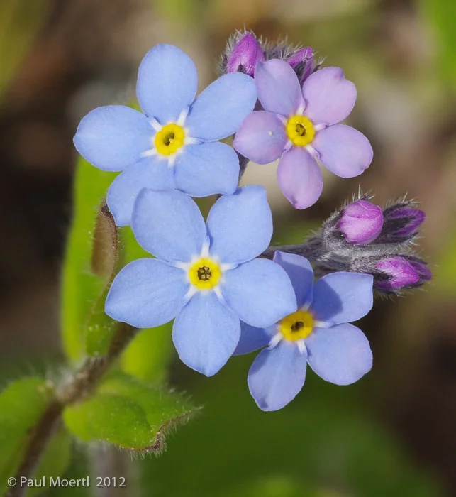 Forget_me_nots.jpg