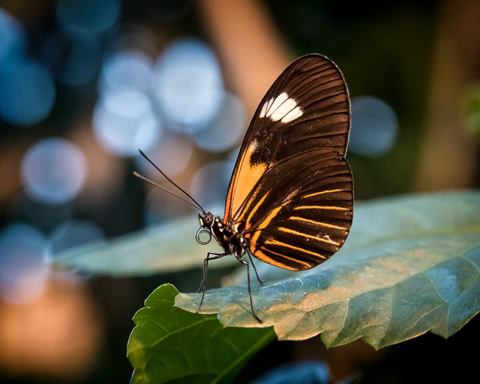Photo by Brian Lautamus – Winner