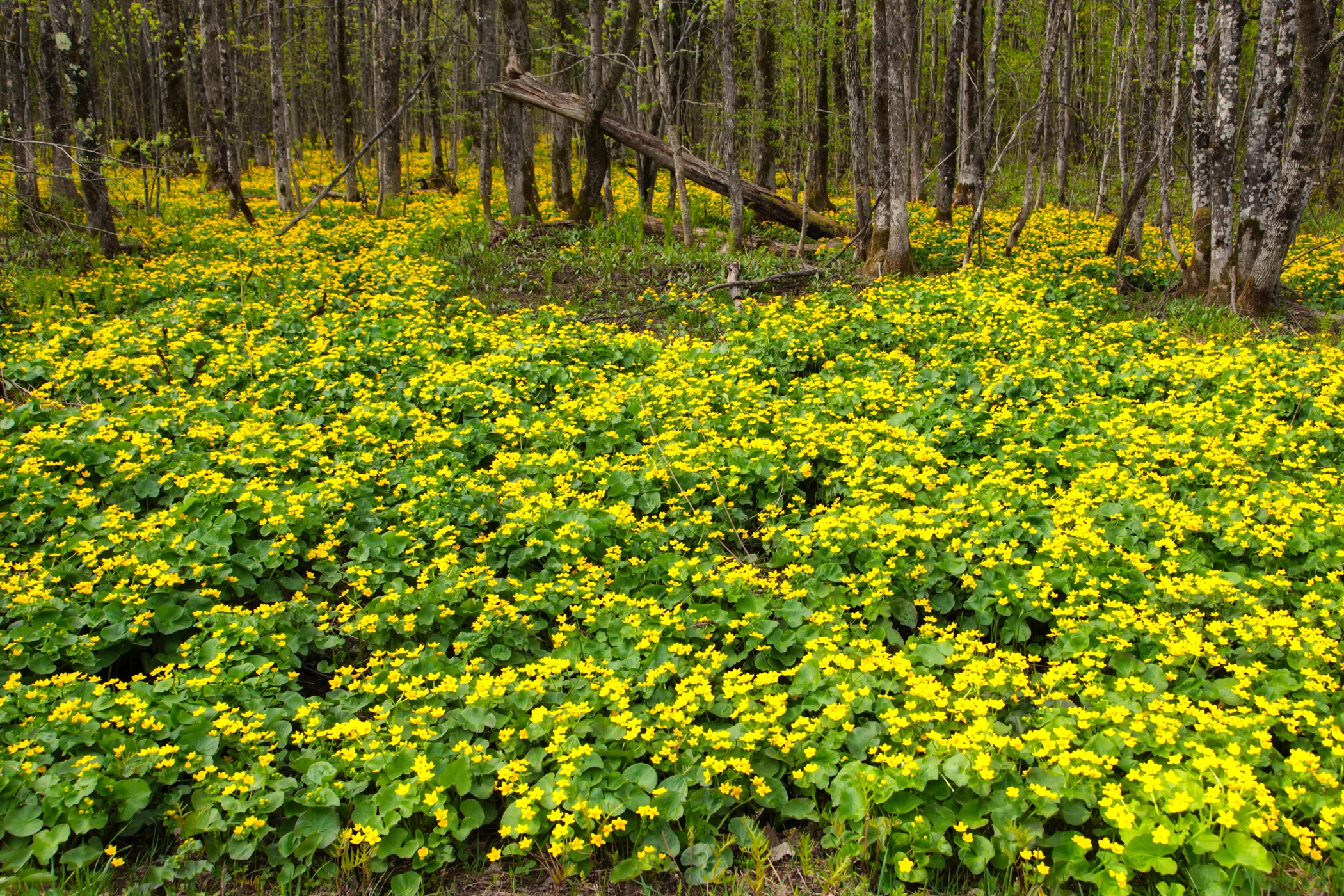 Spring In The Porkies 2018_0398.jpg