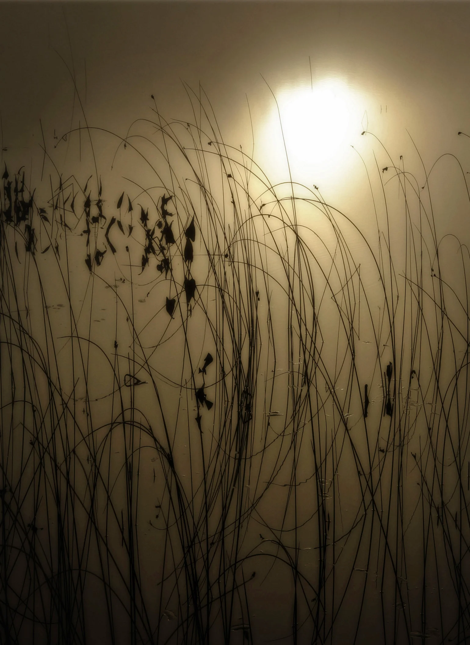 Lenore Ryan