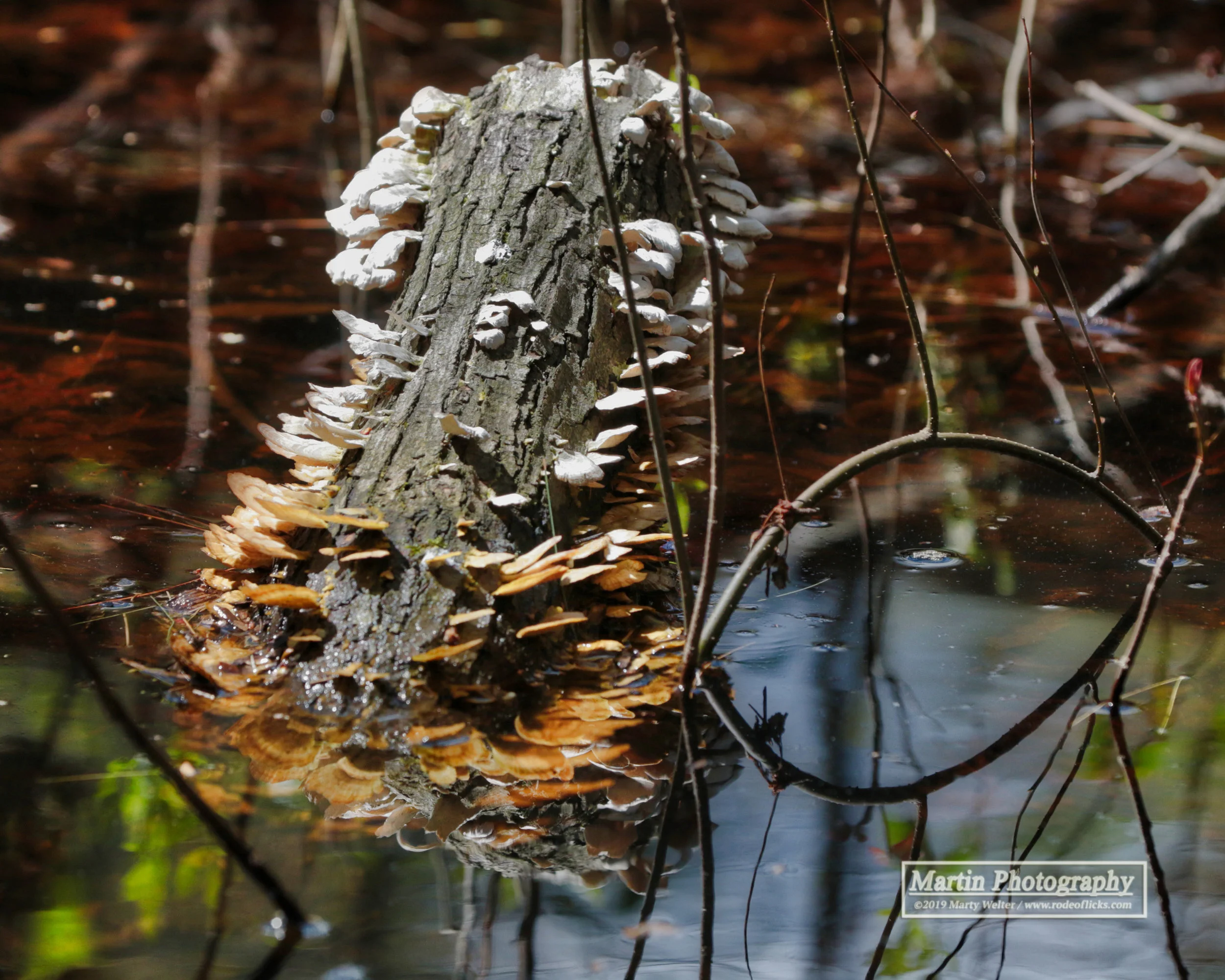 By Marty Welter